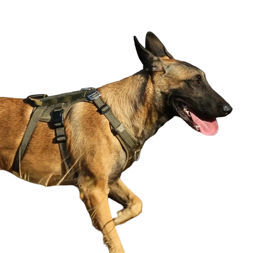 Bewegungsfreies Y-Hundegeschirr in Aktion: Verstellbares Brustgeschirr für Hunde mit No-Choke Funktion, stabiler Halt beim Laufen, passend für französische Bulldogge, Beagle und Golden Retriever.